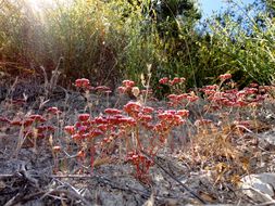 Image of Palmer's spineflower