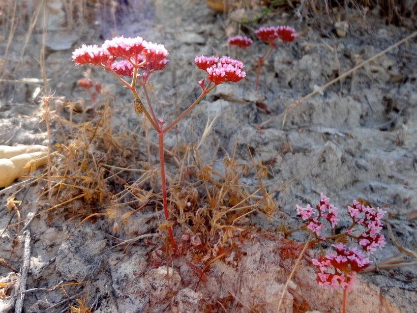 Image of Palmer's spineflower