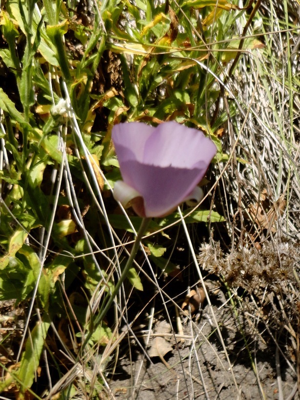 Image de Calochortus splendens Douglas ex Benth.