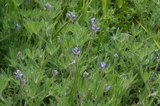 Image de Lupinus bicolor Lindl.