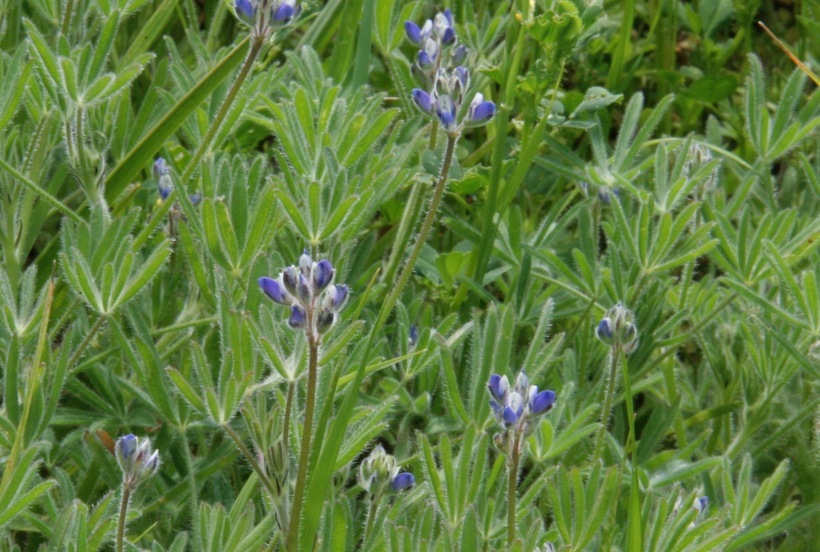 Image de Lupinus bicolor Lindl.