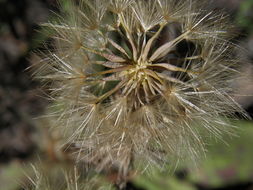 Leibnitzia lyrata (Sch. Bip.) G. L. Nesom resmi