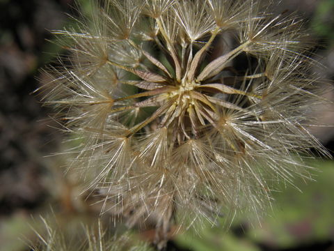 Image de Leibnitzia lyrata (Sch. Bip.) G. L. Nesom