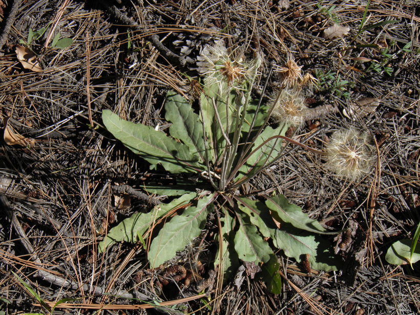 Leibnitzia lyrata (Sch. Bip.) G. L. Nesom resmi