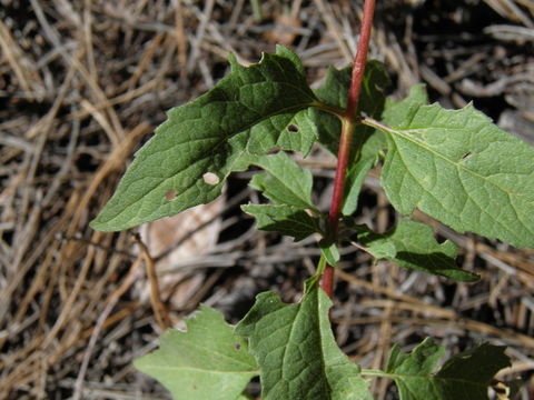 Image of mountain oxeye