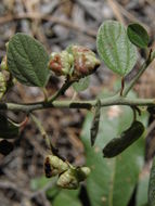 Image of Ceanothus depressus Benth.