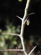 Image of Ceanothus depressus Benth.