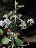 Image of Ceanothus depressus Benth.