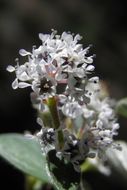 Image of Ceanothus depressus Benth.