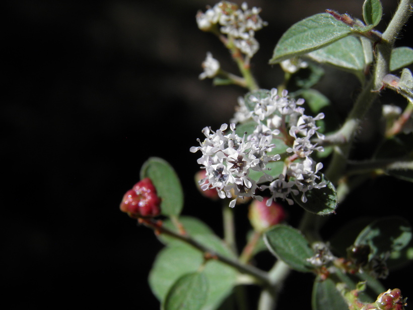 Image of Ceanothus depressus Benth.