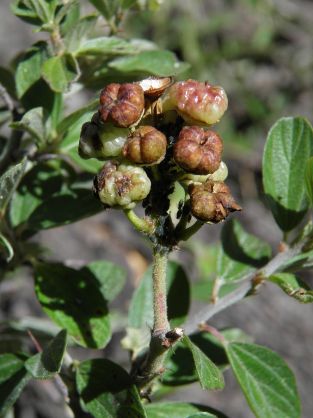 Image of Ceanothus depressus Benth.