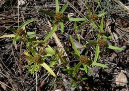 Image of Zinnia tenuis (S. Wats.) J. L. Strother