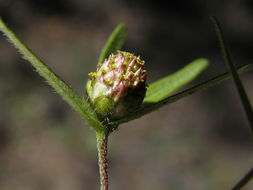 Image of Zinnia tenuis (S. Wats.) J. L. Strother