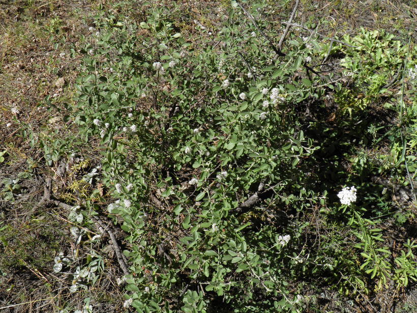 Image of Ceanothus depressus Benth.