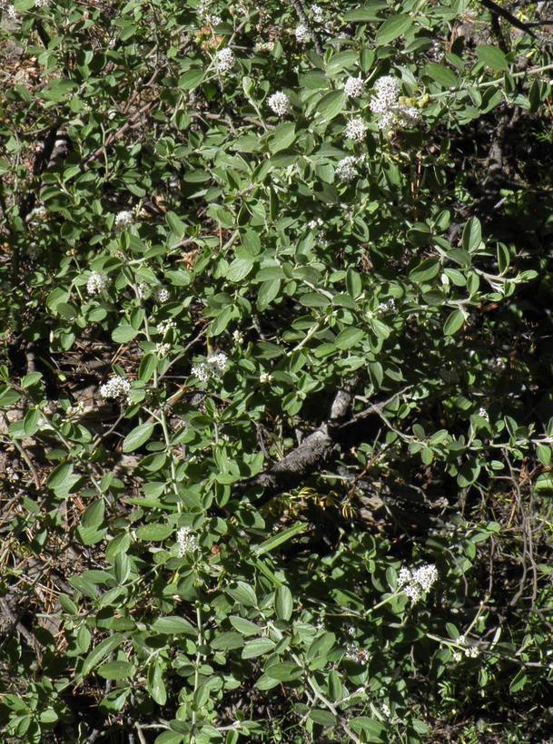 Image of Ceanothus depressus Benth.