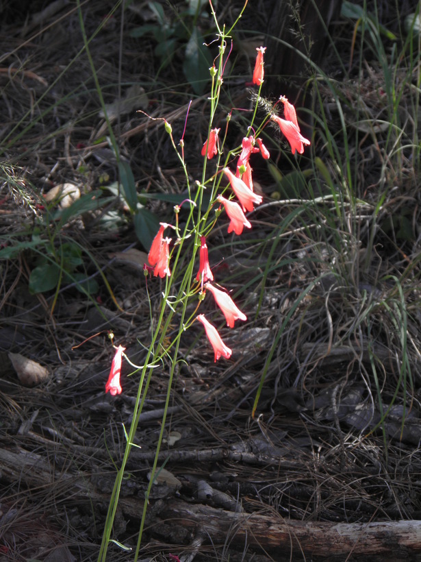 Слика од Penstemon miniatus var. townsendianus (Straw) C. C. Freeman