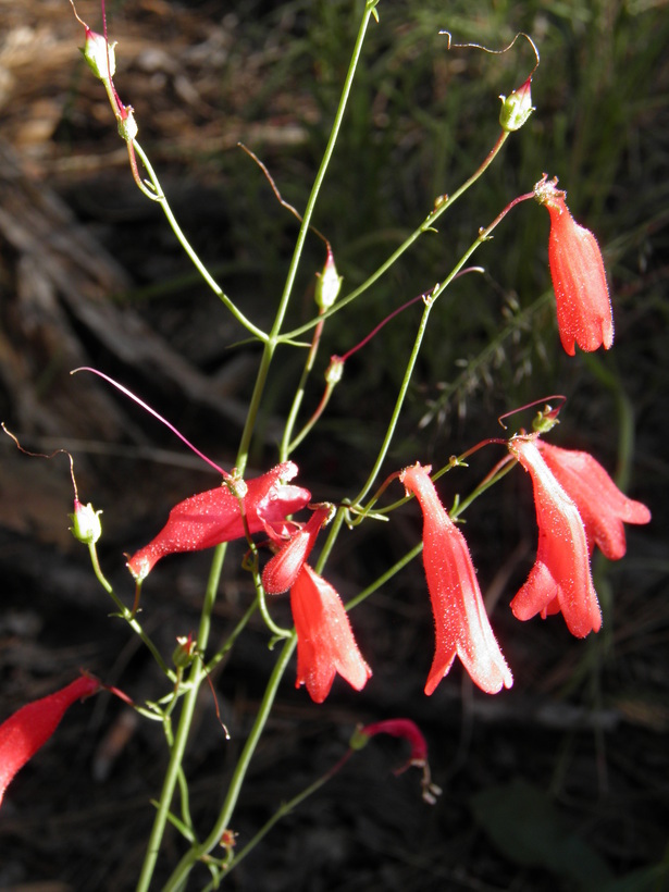 Слика од Penstemon miniatus var. townsendianus (Straw) C. C. Freeman