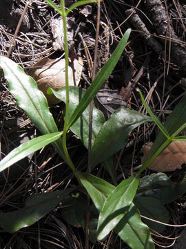 Слика од Penstemon miniatus var. townsendianus (Straw) C. C. Freeman