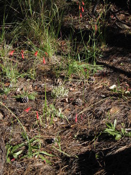 Слика од Penstemon miniatus var. townsendianus (Straw) C. C. Freeman