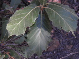 Слика од Quercus sideroxyla Bonpl.