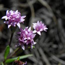 Image of Carphochaete pringlei (S. Wats.) Grashoff ex B. L. Turner