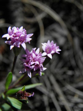 Image of Carphochaete pringlei (S. Wats.) Grashoff ex B. L. Turner