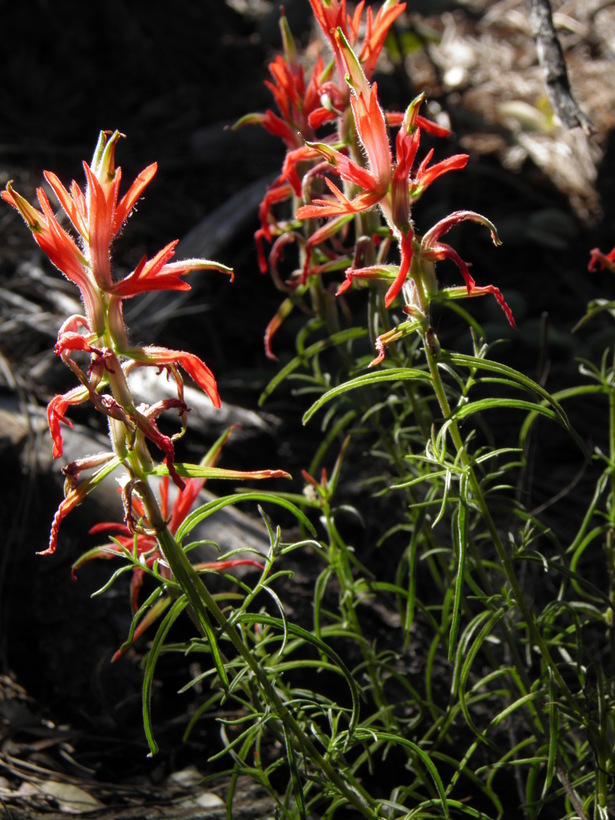 Image of Castilleja stenophylla M. E. Jones