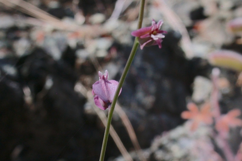 Imagem de Streptanthus tortuosus Kellogg