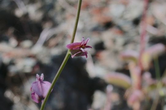 Слика од Streptanthus tortuosus Kellogg