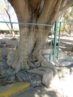 Imagem de Ficus benjamina L.