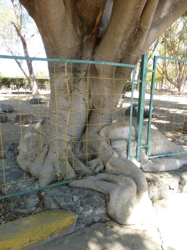 Imagem de Ficus benjamina L.