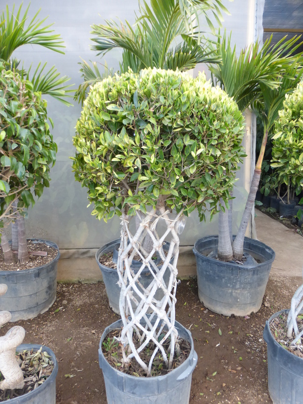 Imagem de Ficus benjamina L.