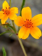 Bidens aurea (Ait.) Sherff的圖片