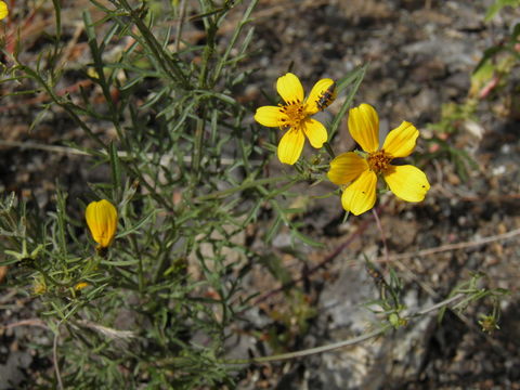 صورة Bidens aurea (Ait.) Sherff