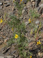 Bidens aurea (Ait.) Sherff的圖片