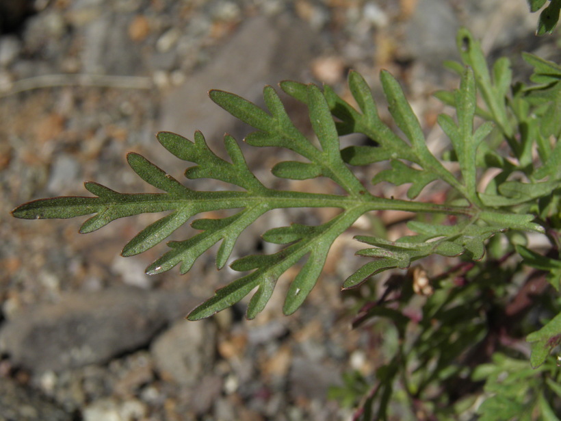 Bidens aurea (Ait.) Sherff的圖片