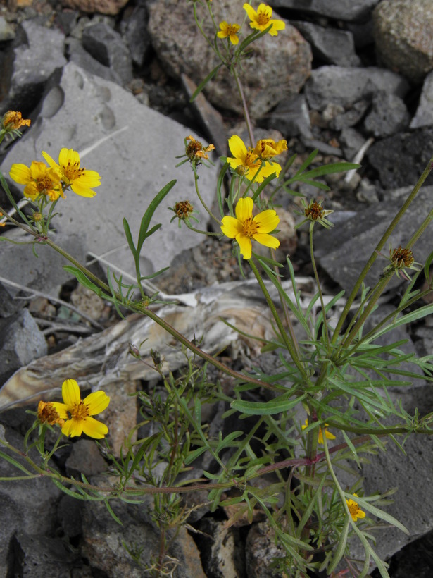 Bidens aurea (Ait.) Sherff的圖片