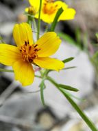 Bidens aurea (Ait.) Sherff的圖片