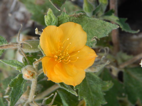 Image of whitestem blazingstar