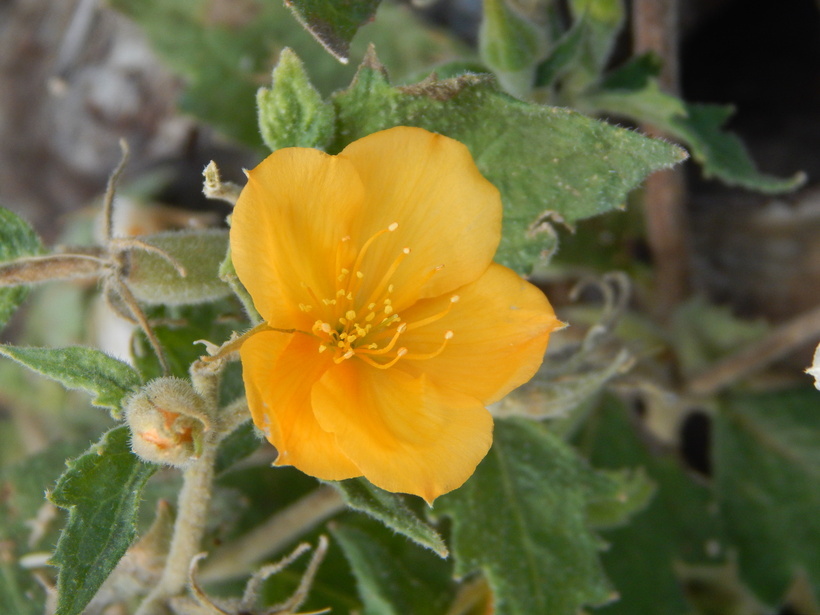 Image of whitestem blazingstar