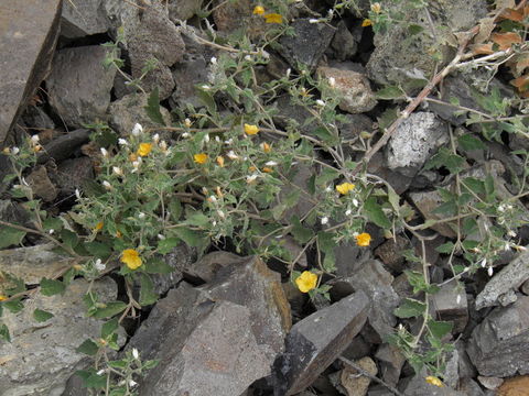 Image of whitestem blazingstar