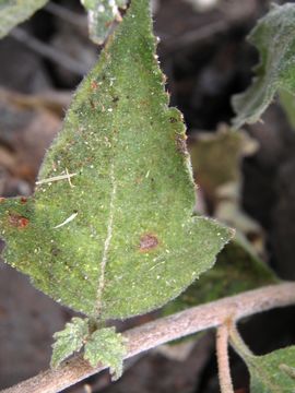 Image of whitestem blazingstar