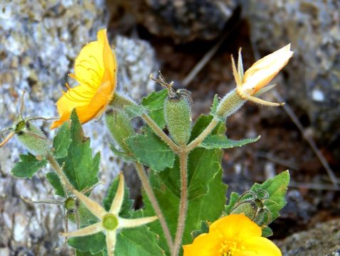 Image of whitestem blazingstar