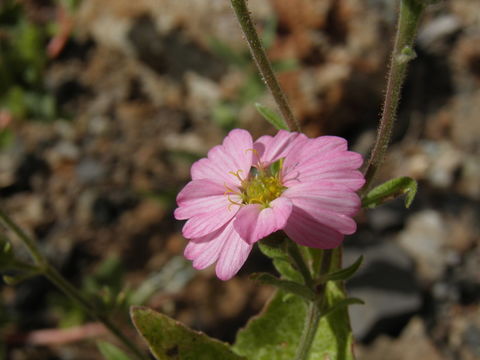 Image de Tridax bicolor A. Gray