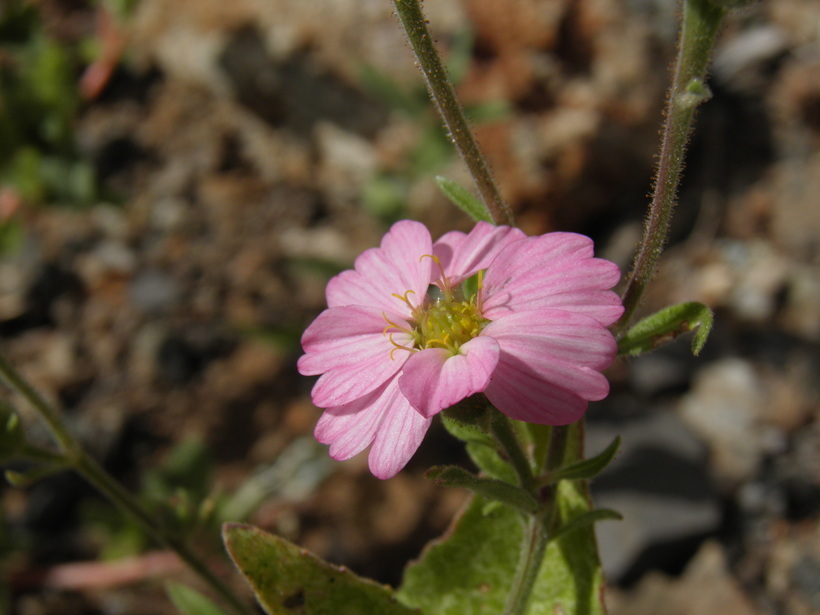 Sivun Tridax bicolor A. Gray kuva