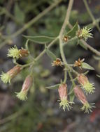 Brickellia floribunda A. Gray的圖片