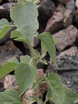 Image de Brickellia floribunda A. Gray