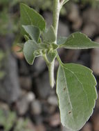 Brickellia floribunda A. Gray的圖片