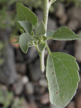 Image de Brickellia floribunda A. Gray