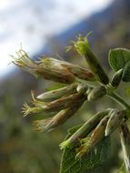 Imagem de Brickellia baccharidea A. Gray